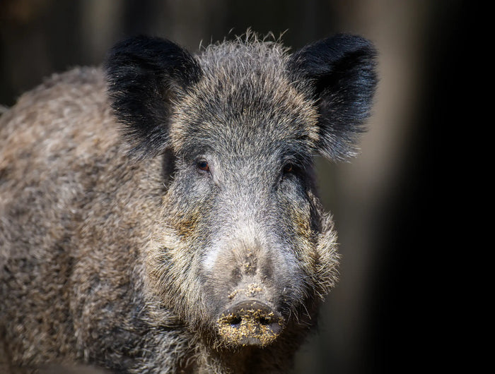 <h2>YOU THINK DARKNESS IS YOUR ALLY?</h2>